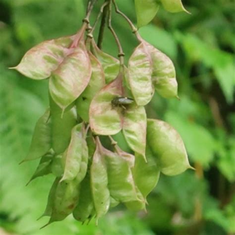 種楓樹|楓樹(無患子目槭樹科植物):形態特徵,生長環境,分布範。